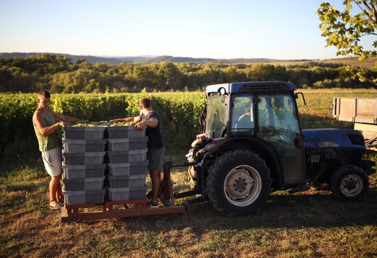 Винодельческое хозяйство "Лефкадия" в Краснодарском крае