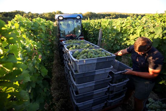 Винодельческое хозяйство "Лефкадия" в Краснодарском крае