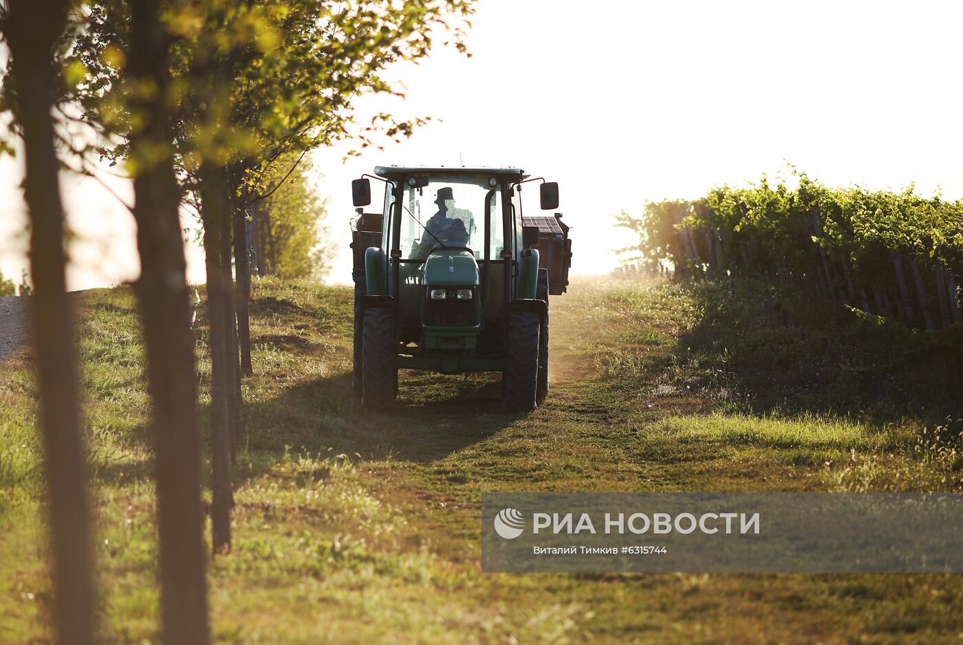 Винодельческое хозяйство "Лефкадия" в Краснодарском крае