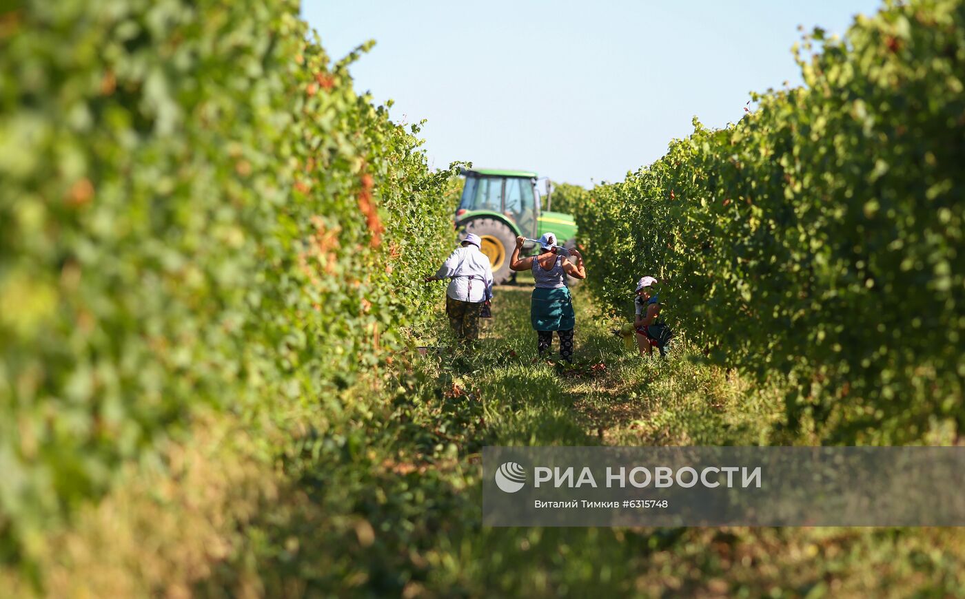 Винодельческое хозяйство "Лефкадия" в Краснодарском крае