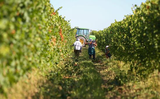 Винодельческое хозяйство "Лефкадия" в Краснодарском крае