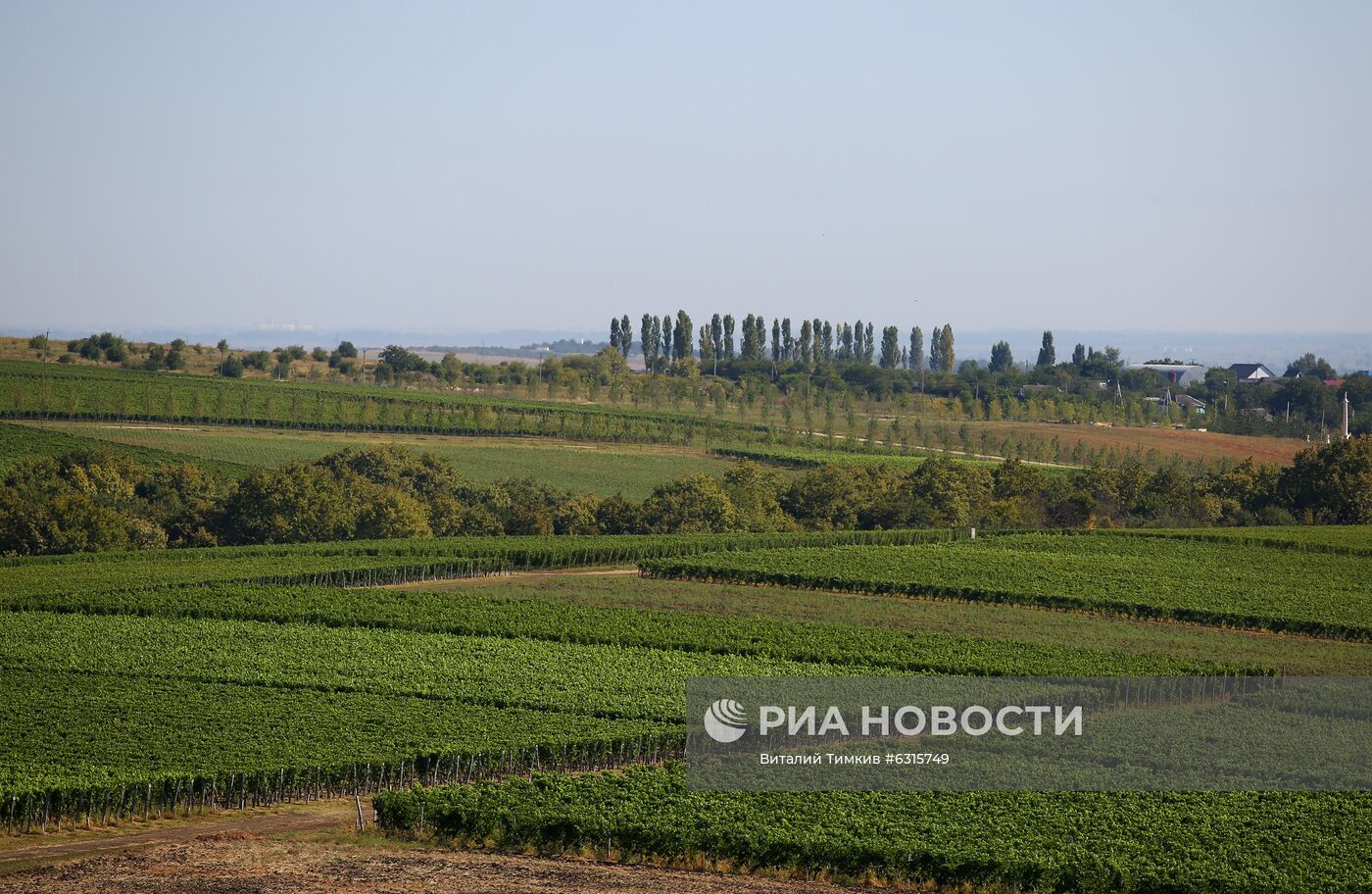 Винодельческое хозяйство "Лефкадия" в Краснодарском крае