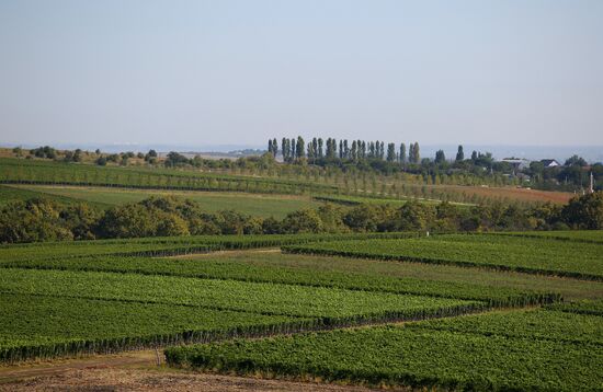 Винодельческое хозяйство "Лефкадия" в Краснодарском крае