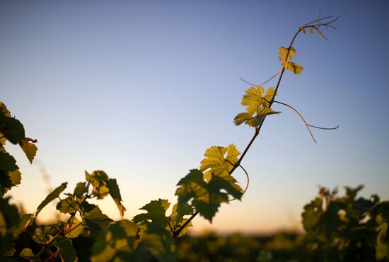 Винодельческое хозяйство "Лефкадия" в Краснодарском крае