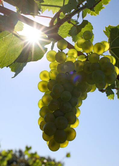 Винодельческое хозяйство "Лефкадия" в Краснодарском крае