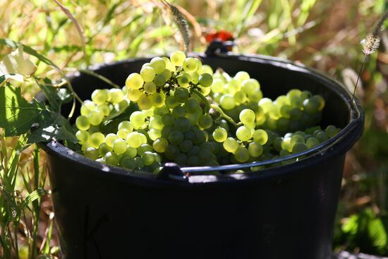 Винодельческое хозяйство "Лефкадия" в Краснодарском крае