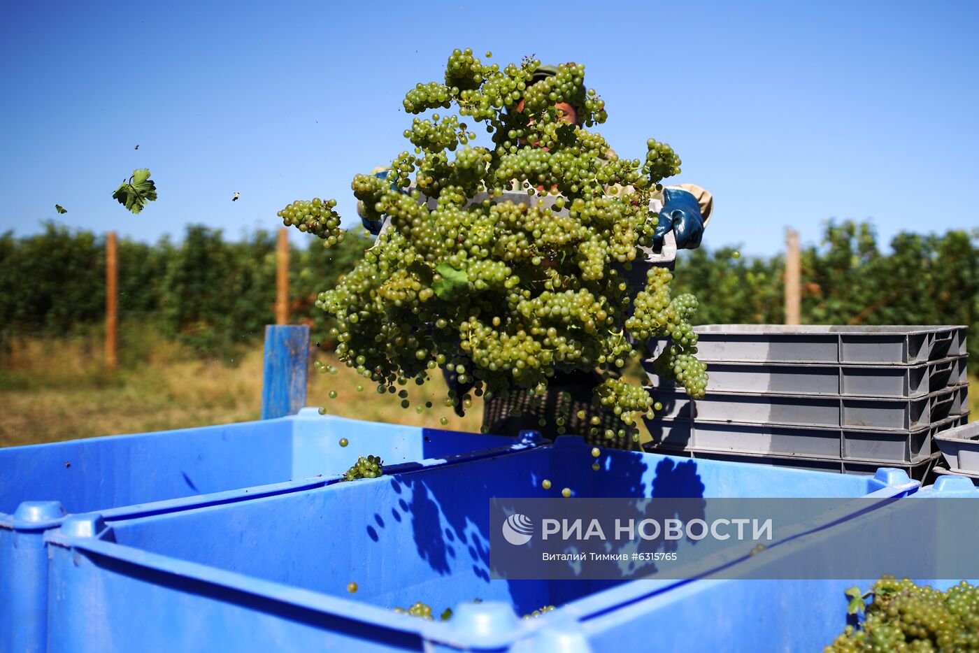 Винодельческое хозяйство "Лефкадия" в Краснодарском крае