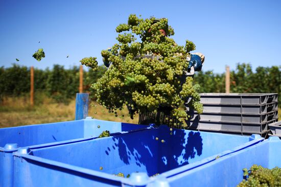 Винодельческое хозяйство "Лефкадия" в Краснодарском крае