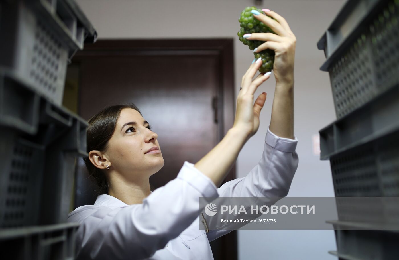 Винодельческое хозяйство "Лефкадия" в Краснодарском крае