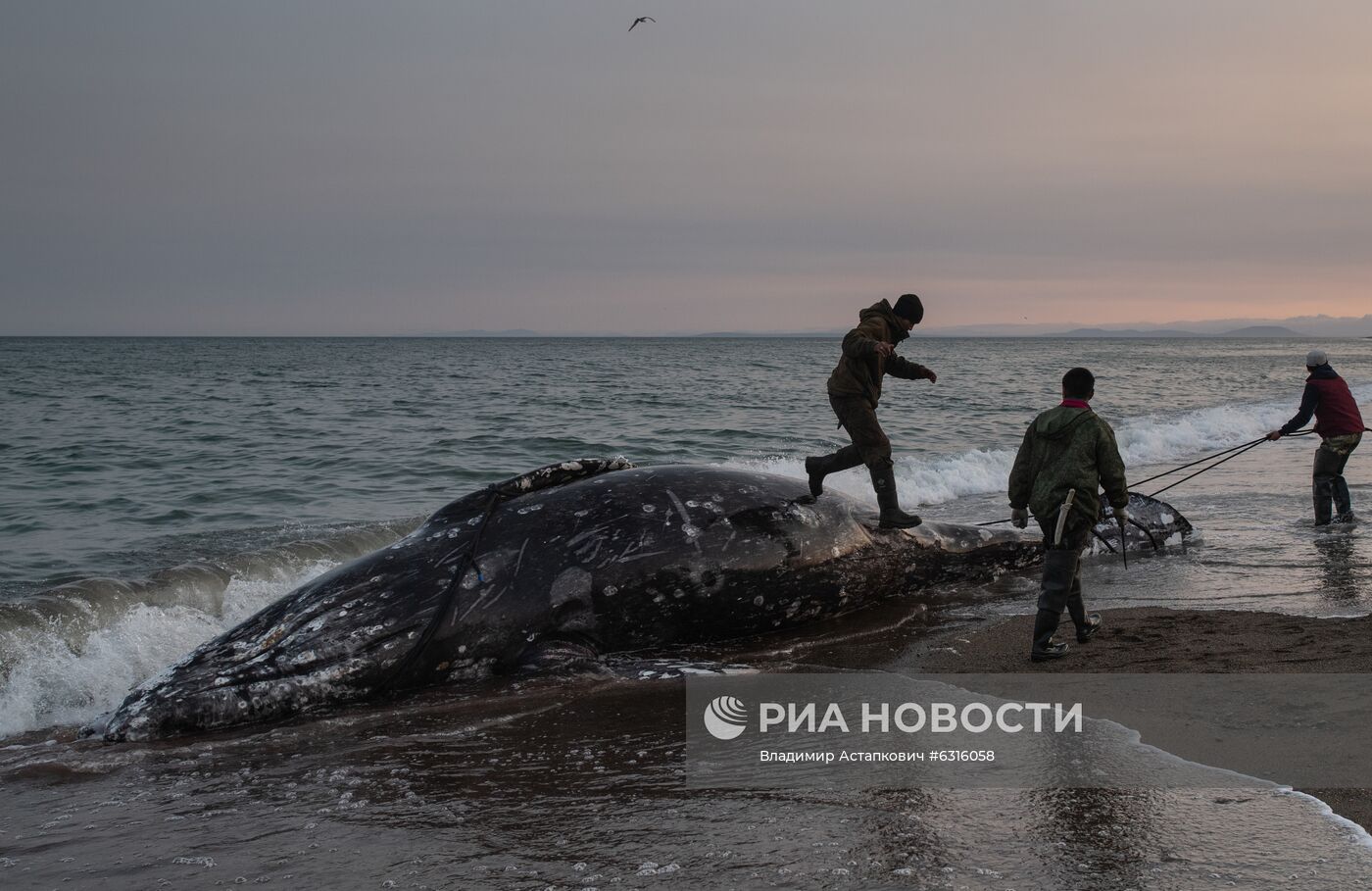 Морской промысел коренных жителей Чукотки