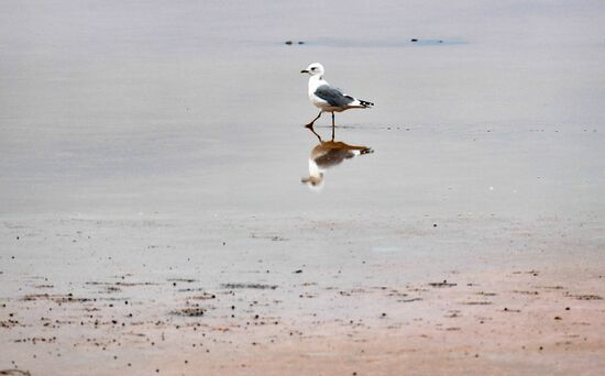 Соленые озера Алтайского края