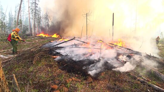 Лесные пожары в Красноярском крае