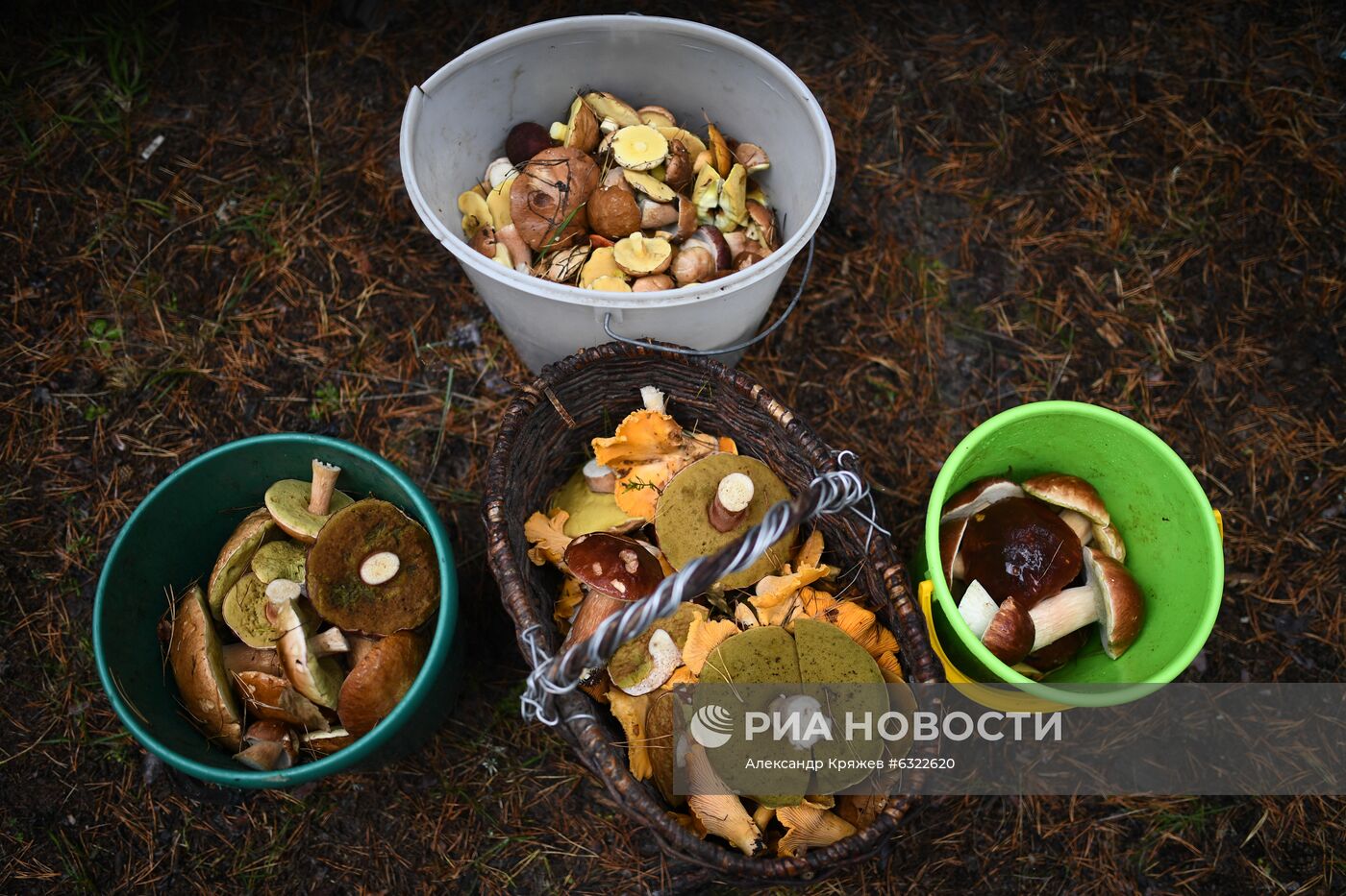 Сбор и заготовка грибов в селе Юрт-Акбалык