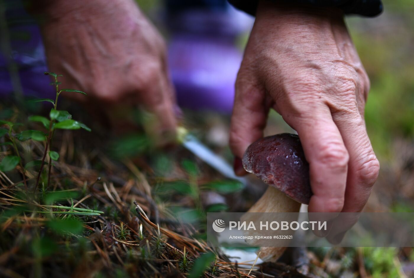 Сбор и заготовка грибов в селе Юрт-Акбалык