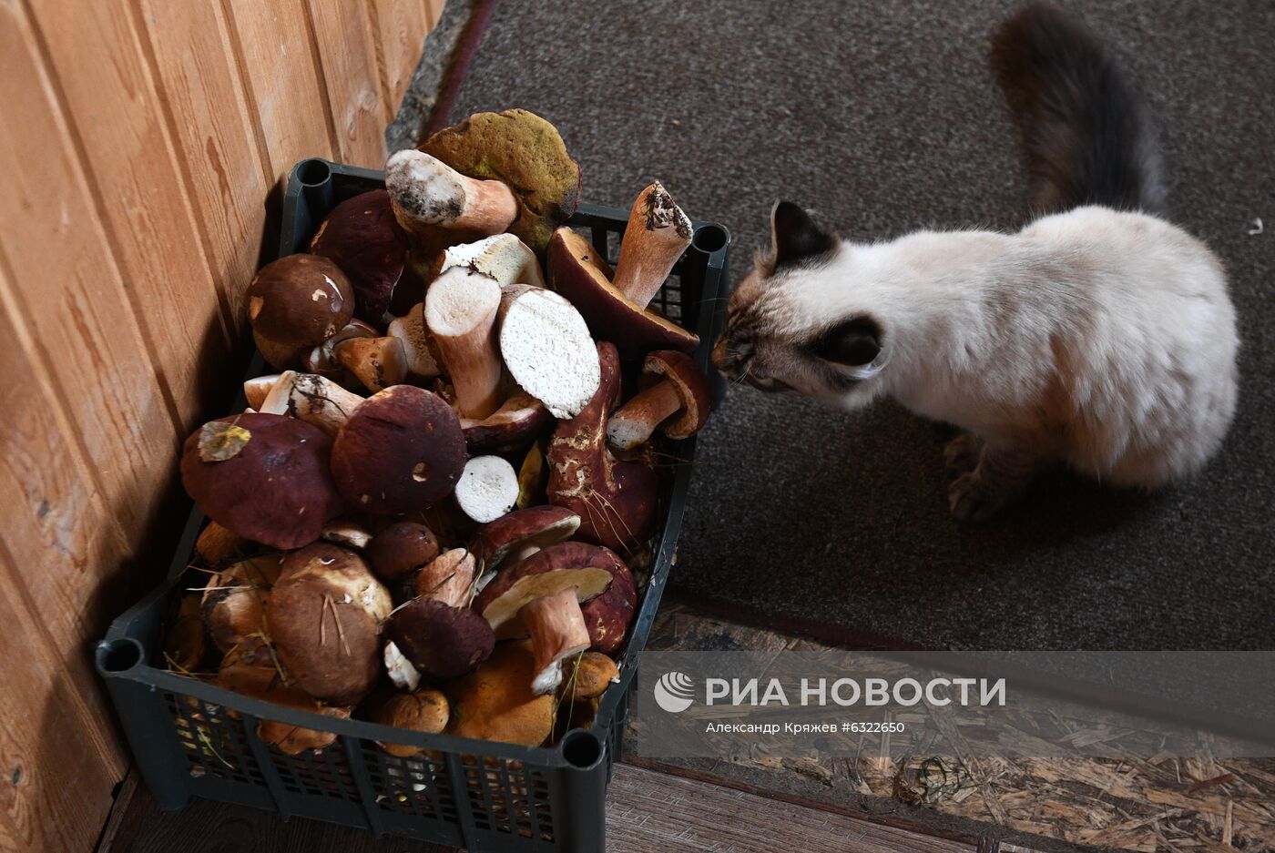 Сбор и заготовка грибов в селе Юрт-Акбалык