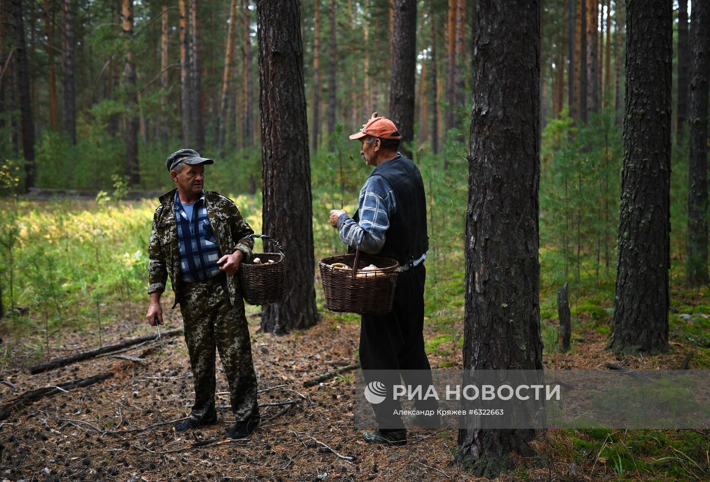 Сбор и заготовка грибов в селе Юрт-Акбалык