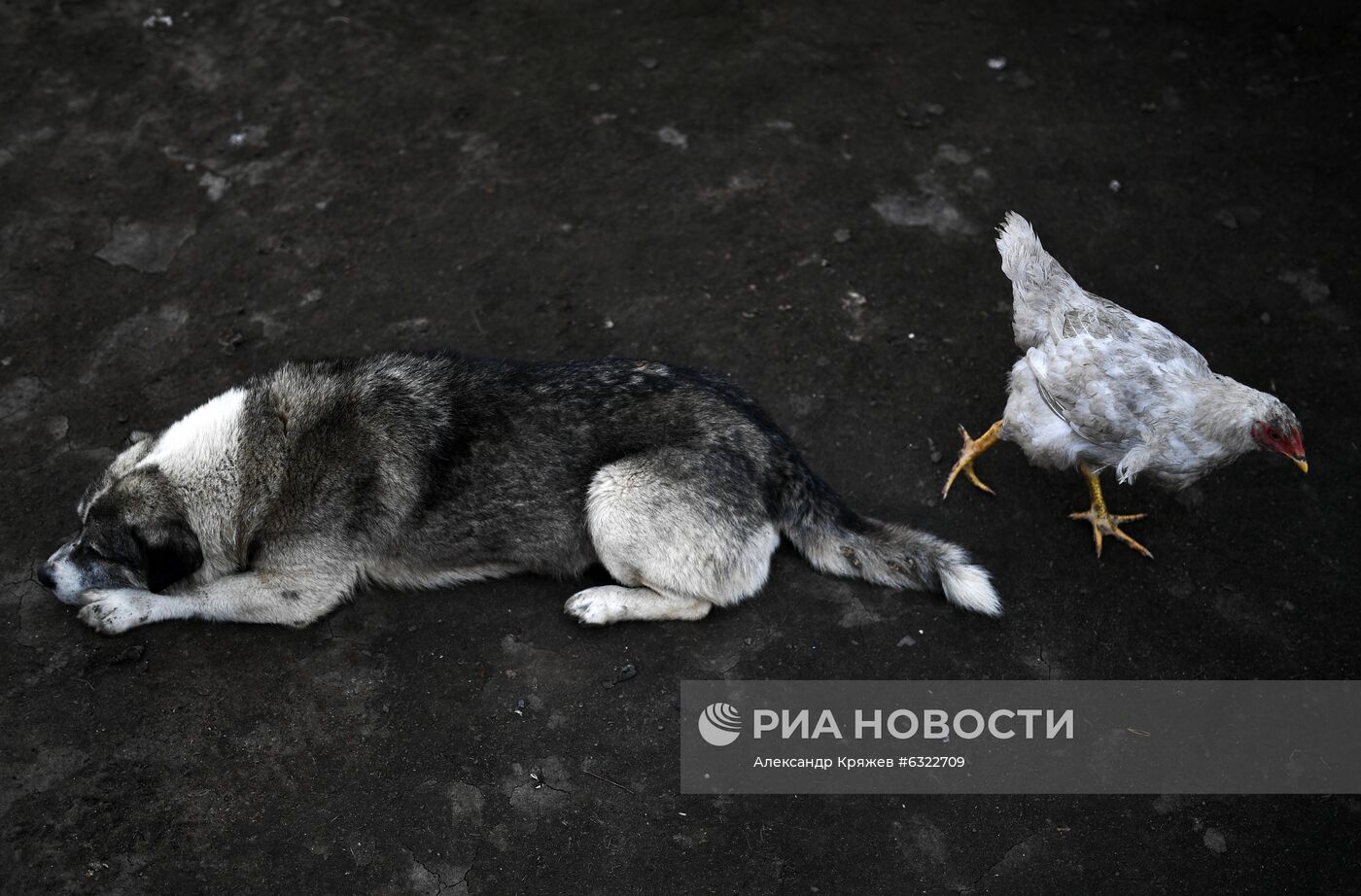 Сбор и заготовка грибов в селе Юрт-Акбалык | РИА Новости Медиабанк