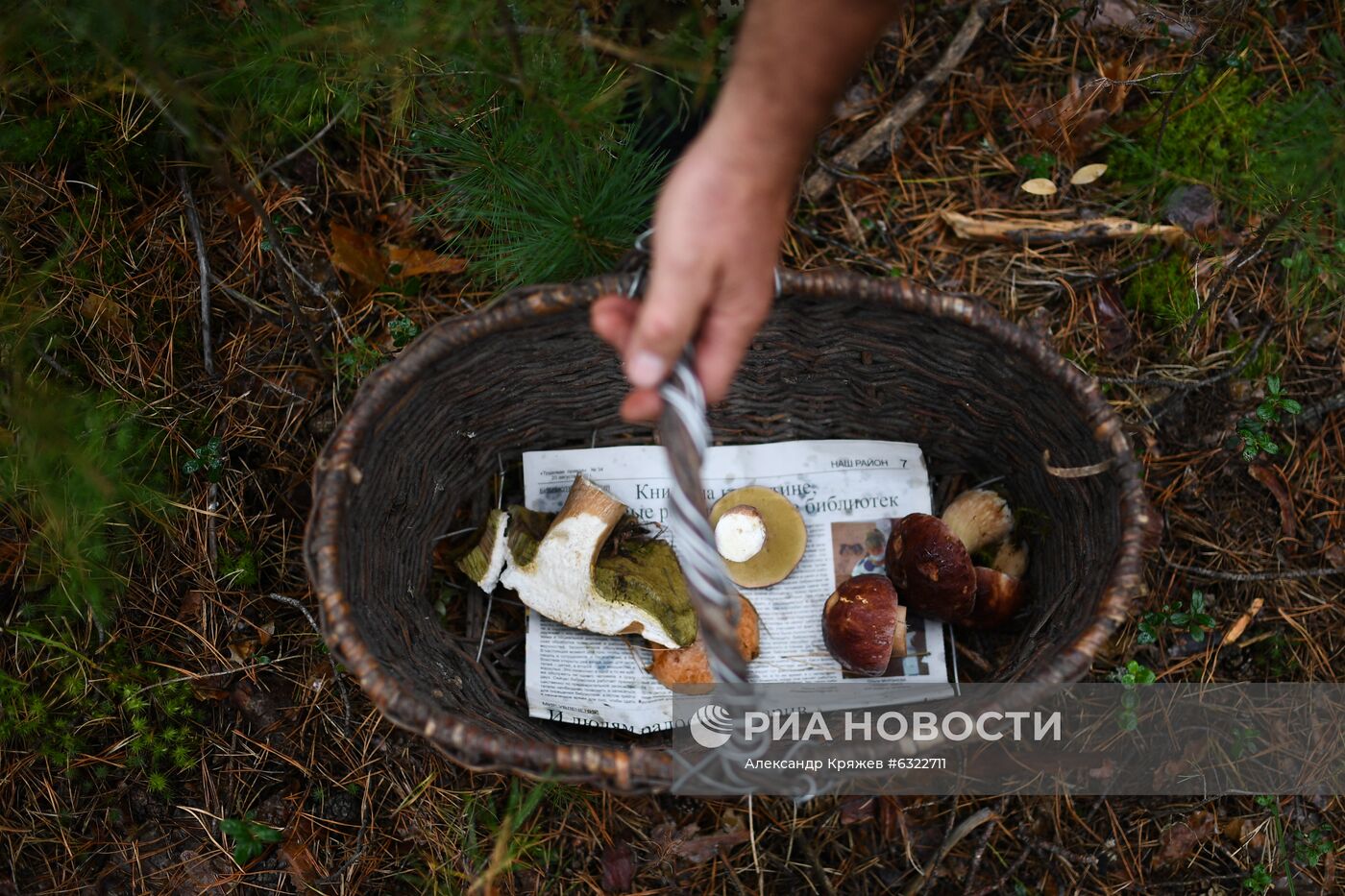 Сбор и заготовка грибов в селе Юрт-Акбалык