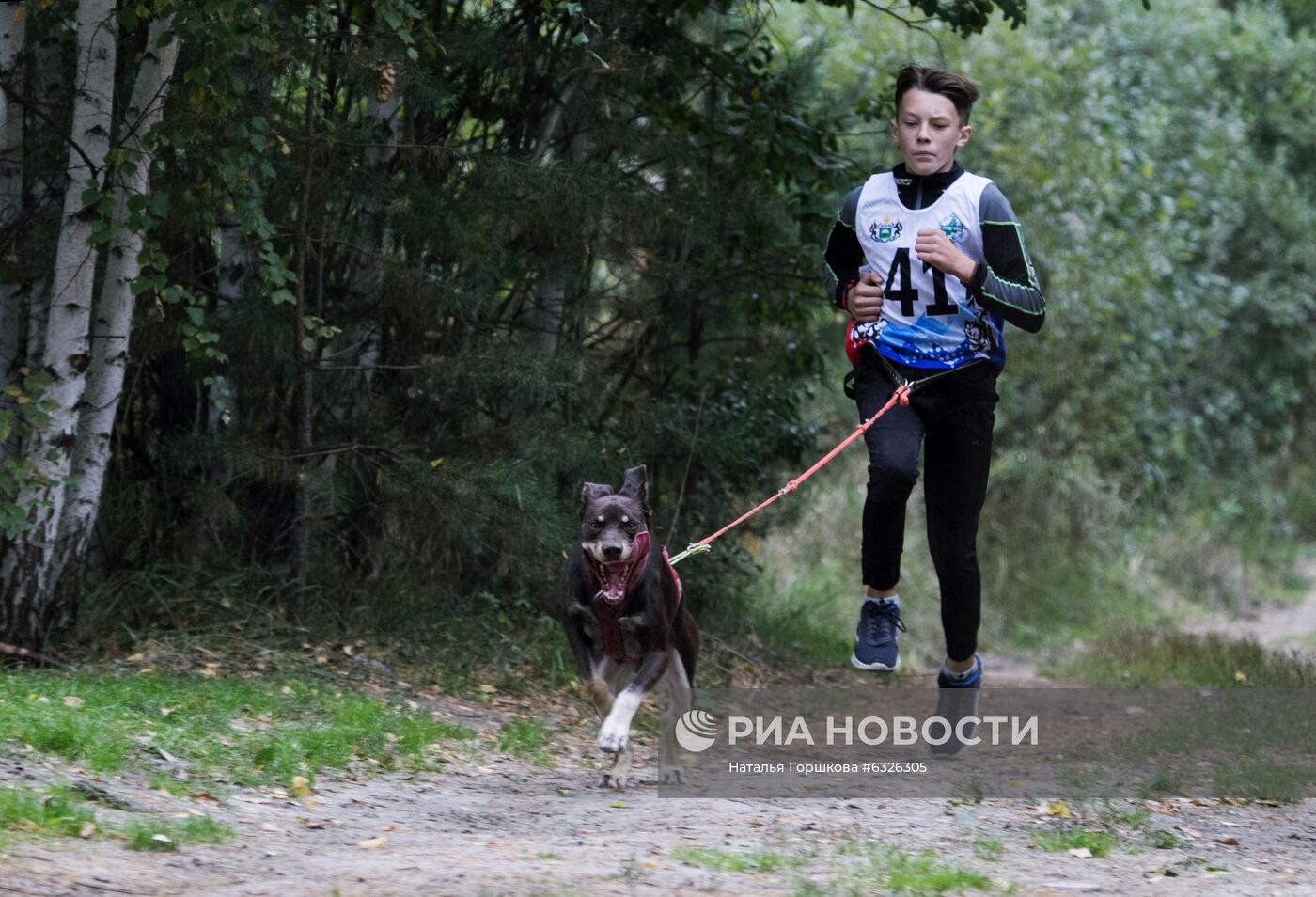 Соревнования по ездовому спорту в Тюменской области