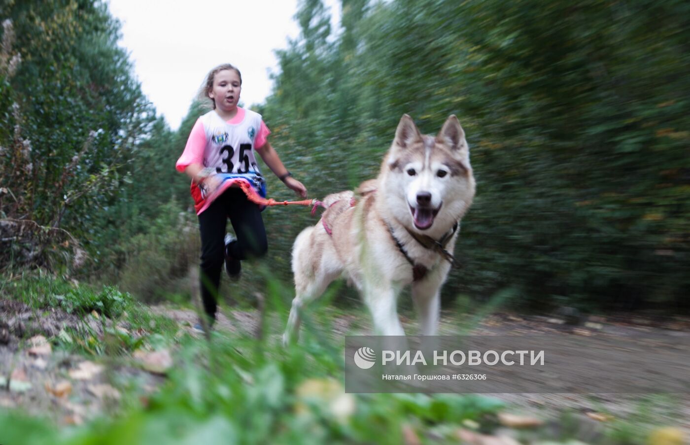 Соревнования по ездовому спорту в Тюменской области