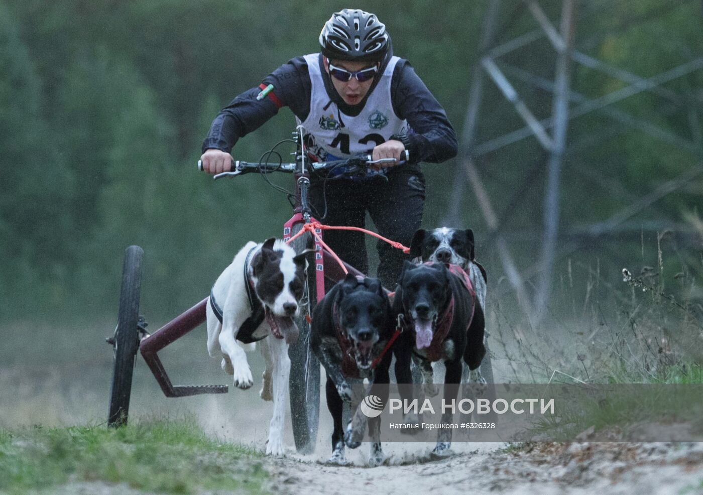 Соревнования по ездовому спорту в Тюменской области