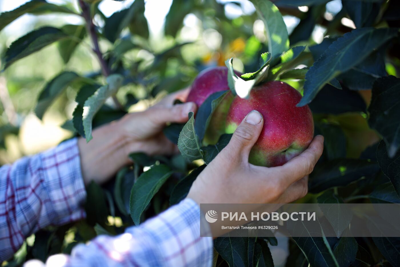 Сбор урожая яблок в Краснодарском крае