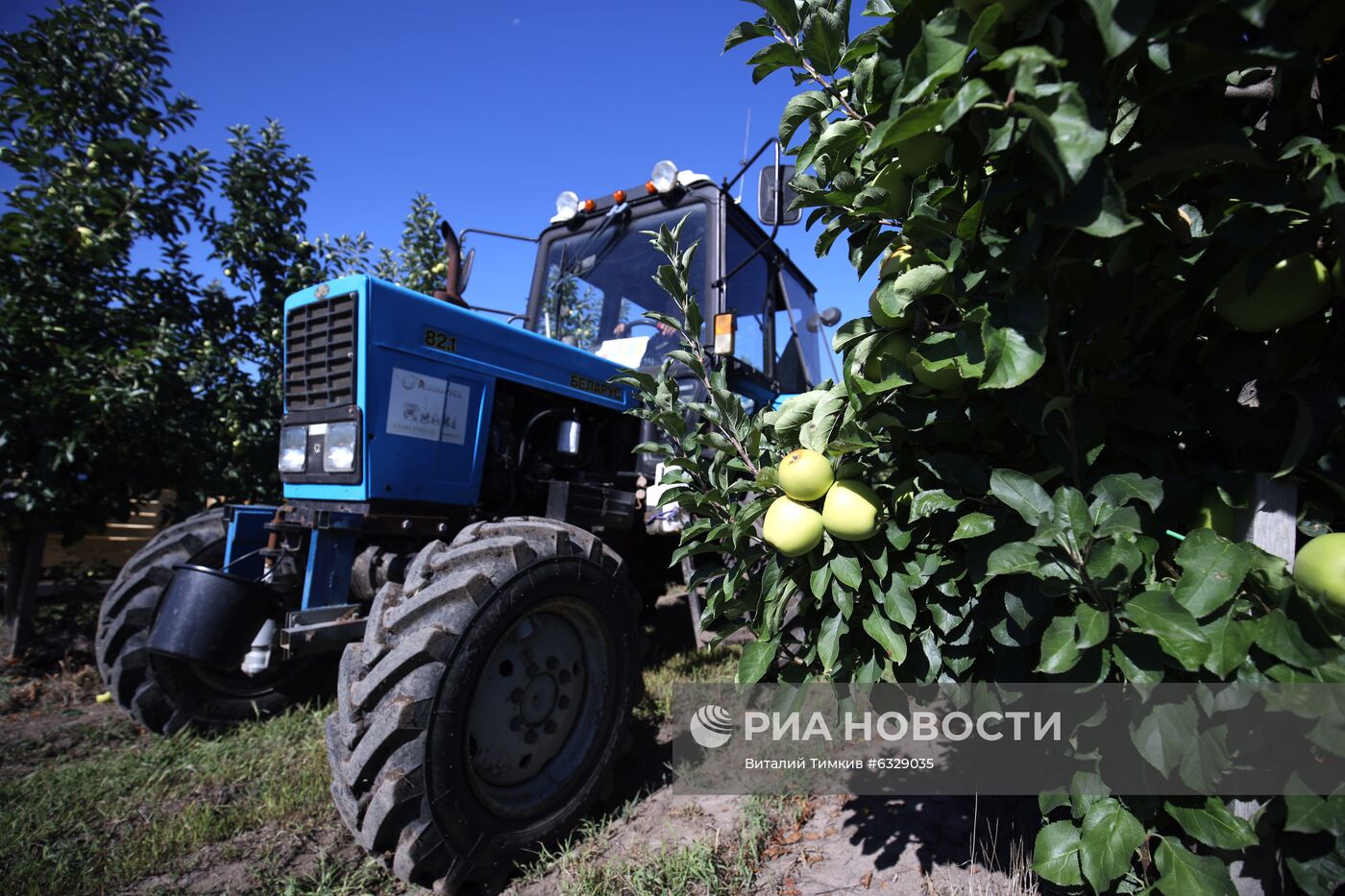 Сбор урожая яблок в Краснодарском крае