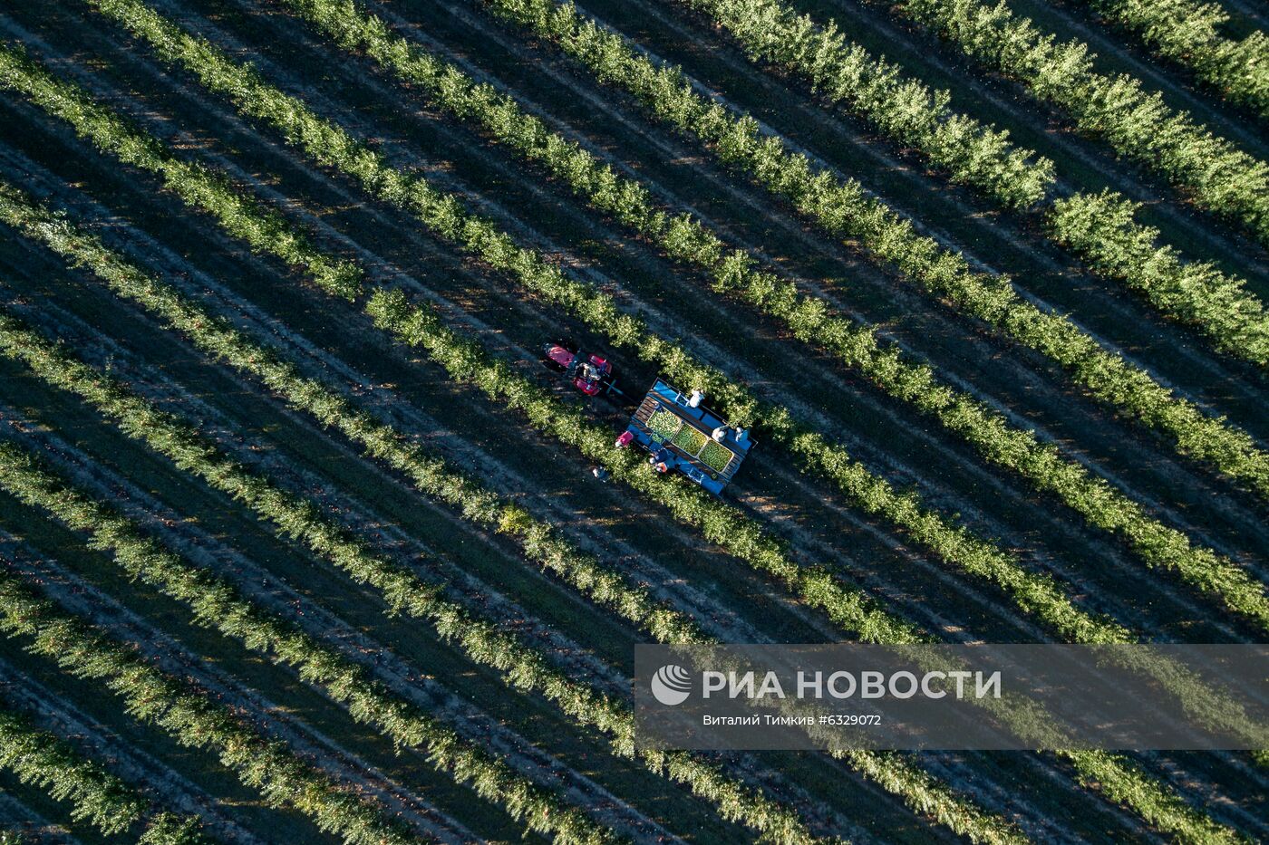 Сбор урожая яблок в Краснодарском крае