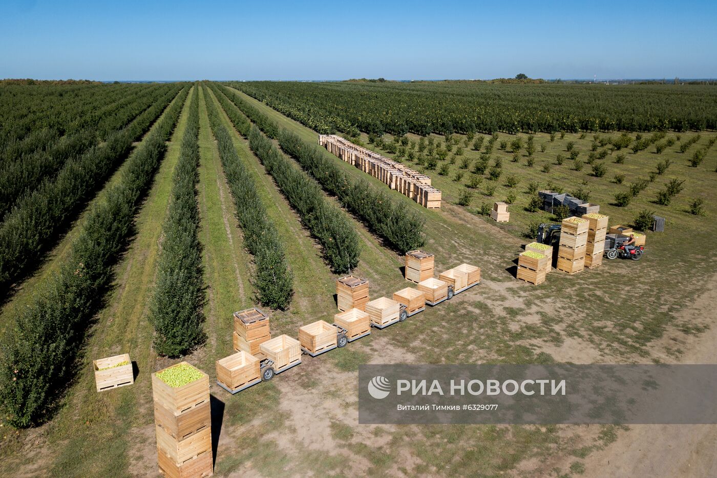 Сбор урожая яблок в Краснодарском крае