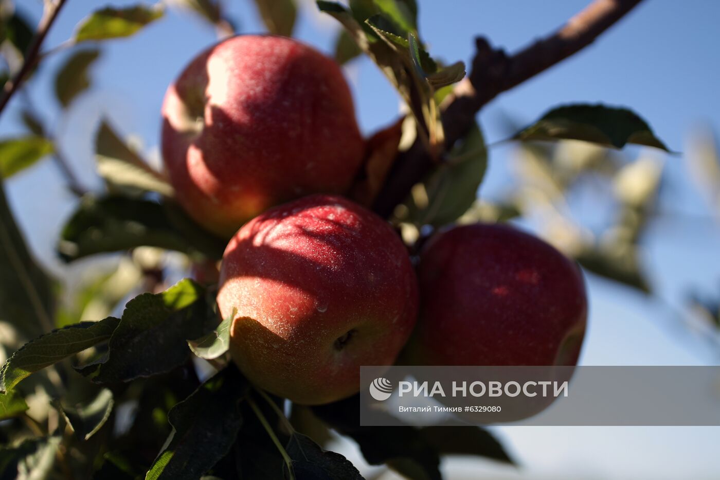 Сбор урожая яблок в Краснодарском крае