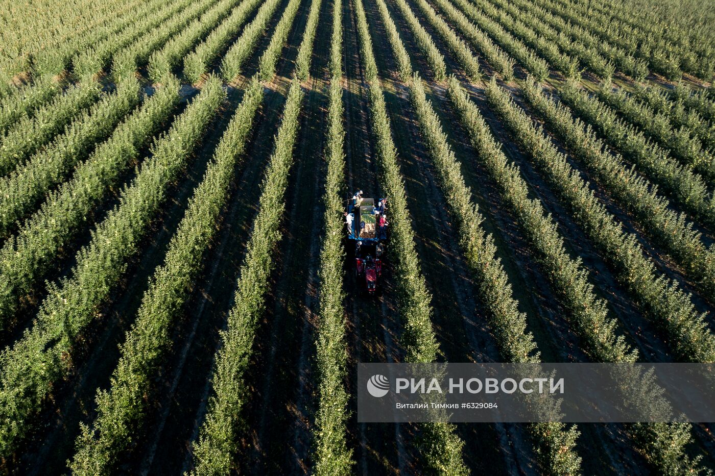 Сбор урожая яблок в Краснодарском крае