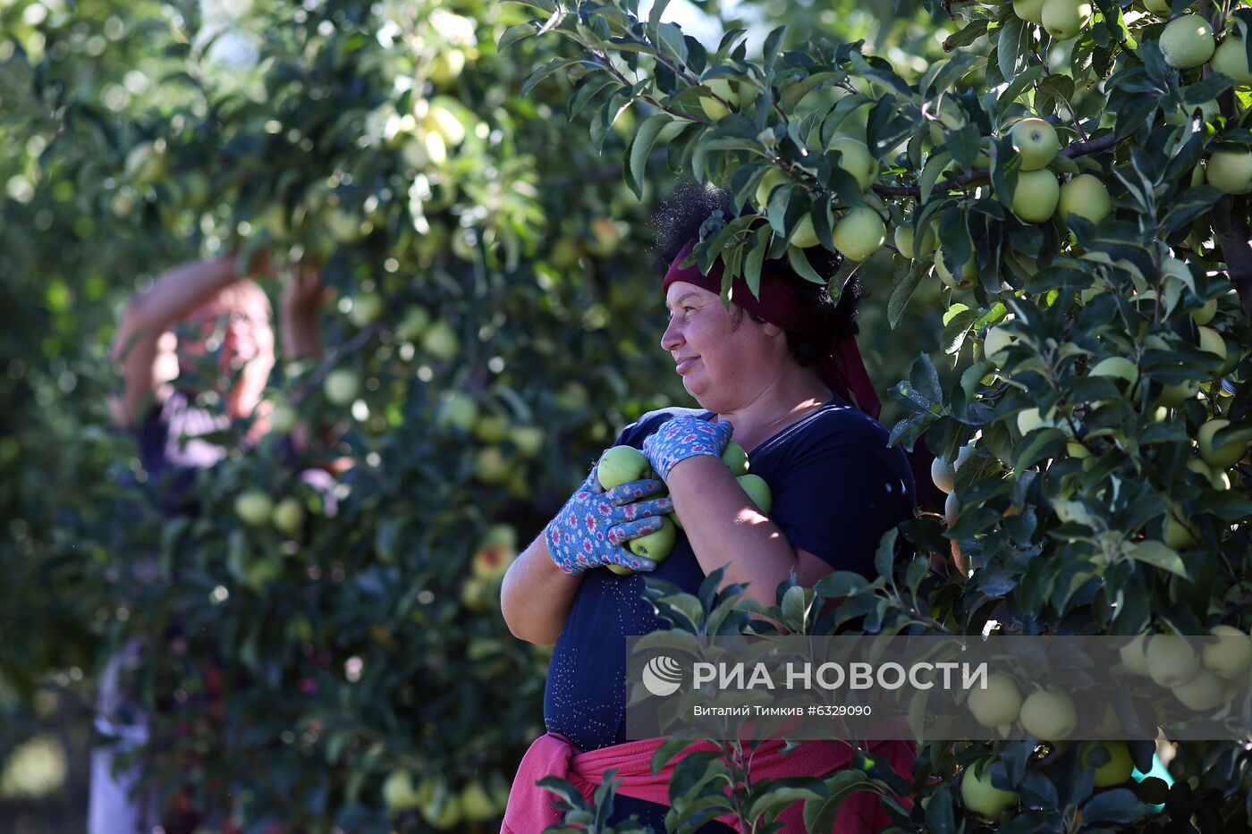 Сбор урожая яблок в Краснодарском крае