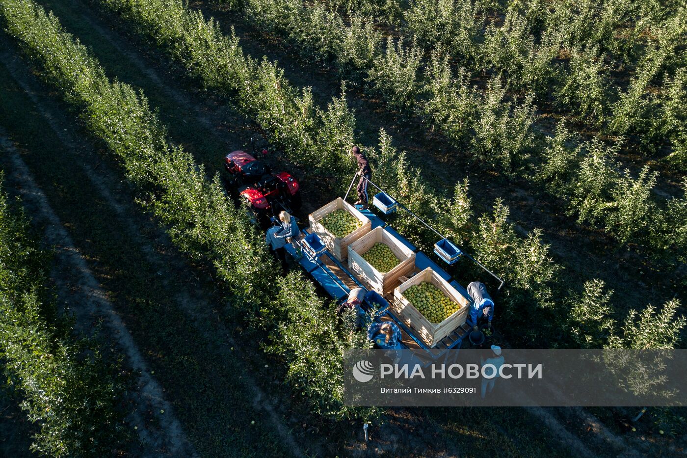 Сбор урожая яблок в Краснодарском крае