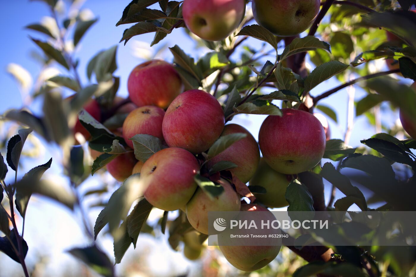 Сбор урожая яблок в Краснодарском крае