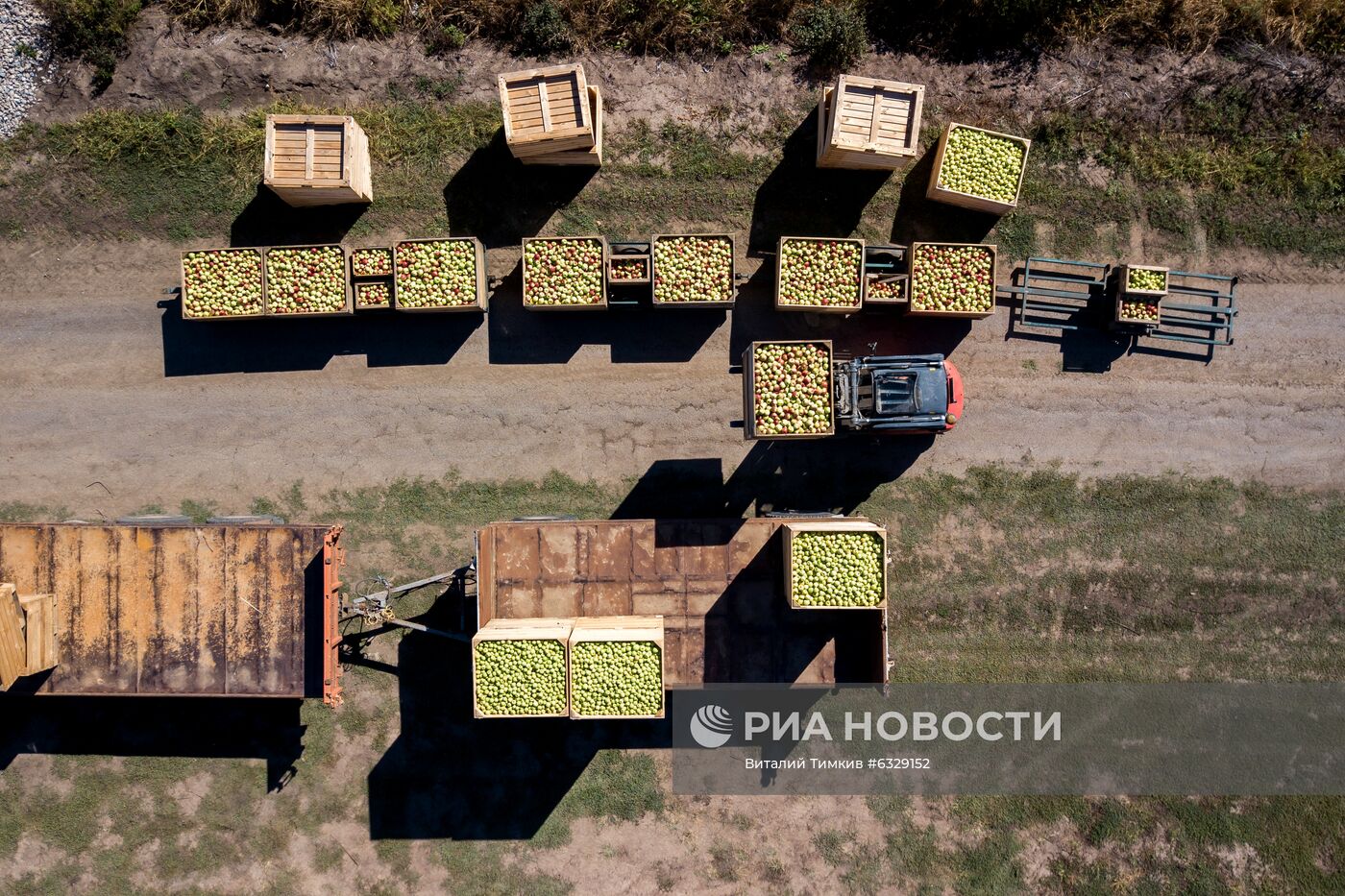 Сбор урожая яблок в Краснодарском крае