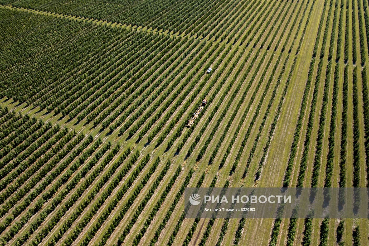 Сбор урожая яблок в Краснодарском крае