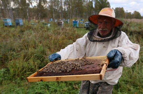 Пасека в Красноярском крае