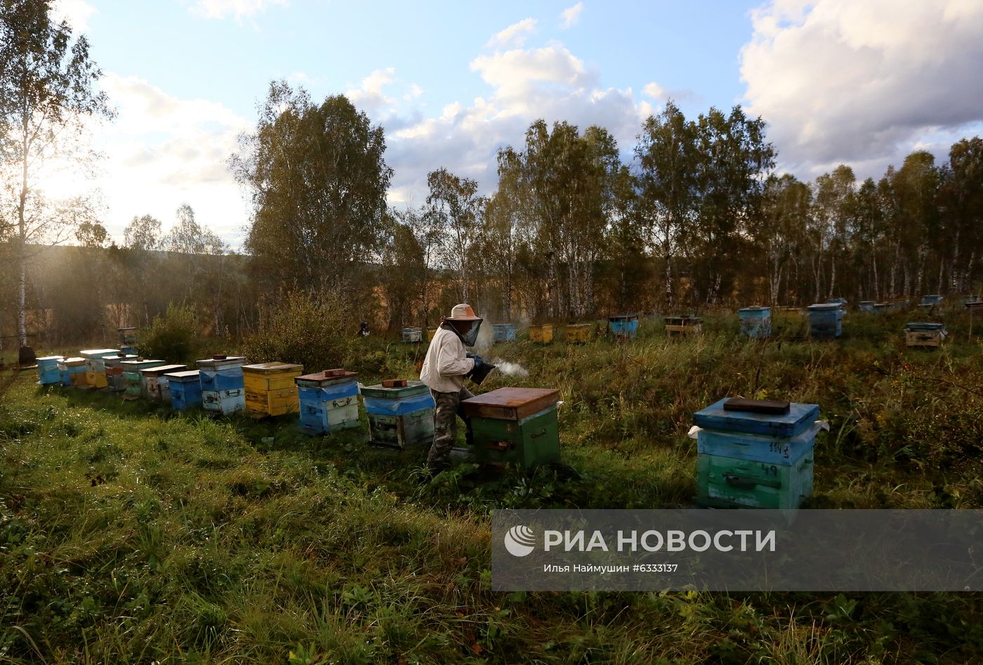 Пасека в Красноярском крае