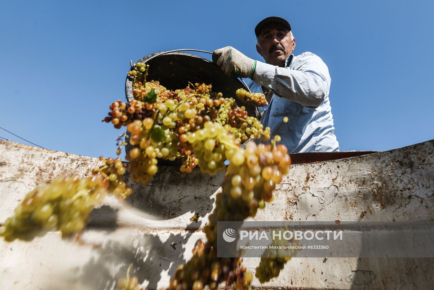 Сбор урожая винограда в Крыму