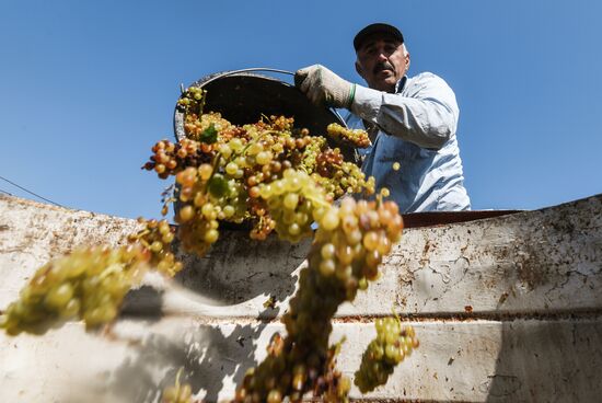 Сбор урожая винограда в Крыму