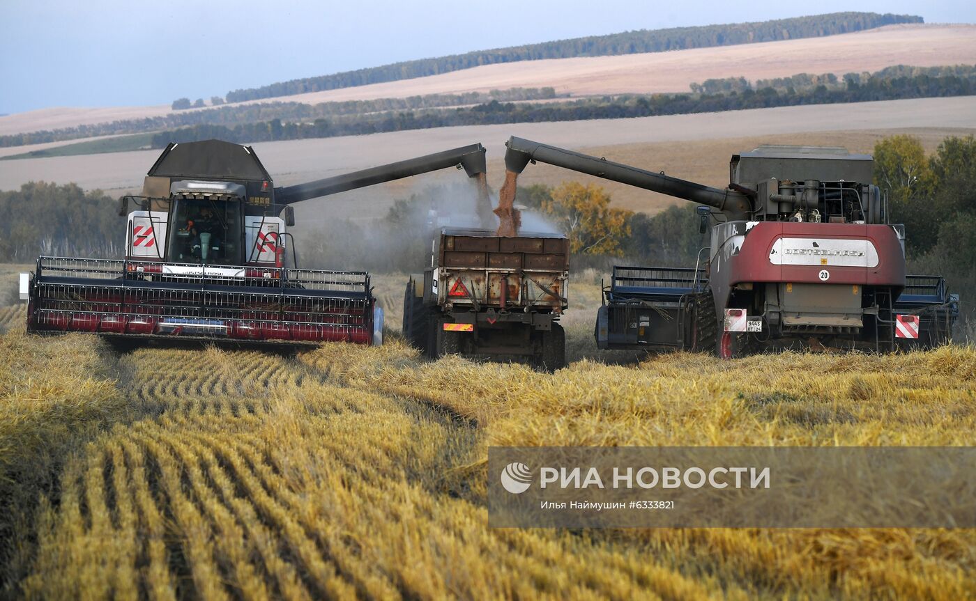 Уборка урожая зерновых в Красноярском крае