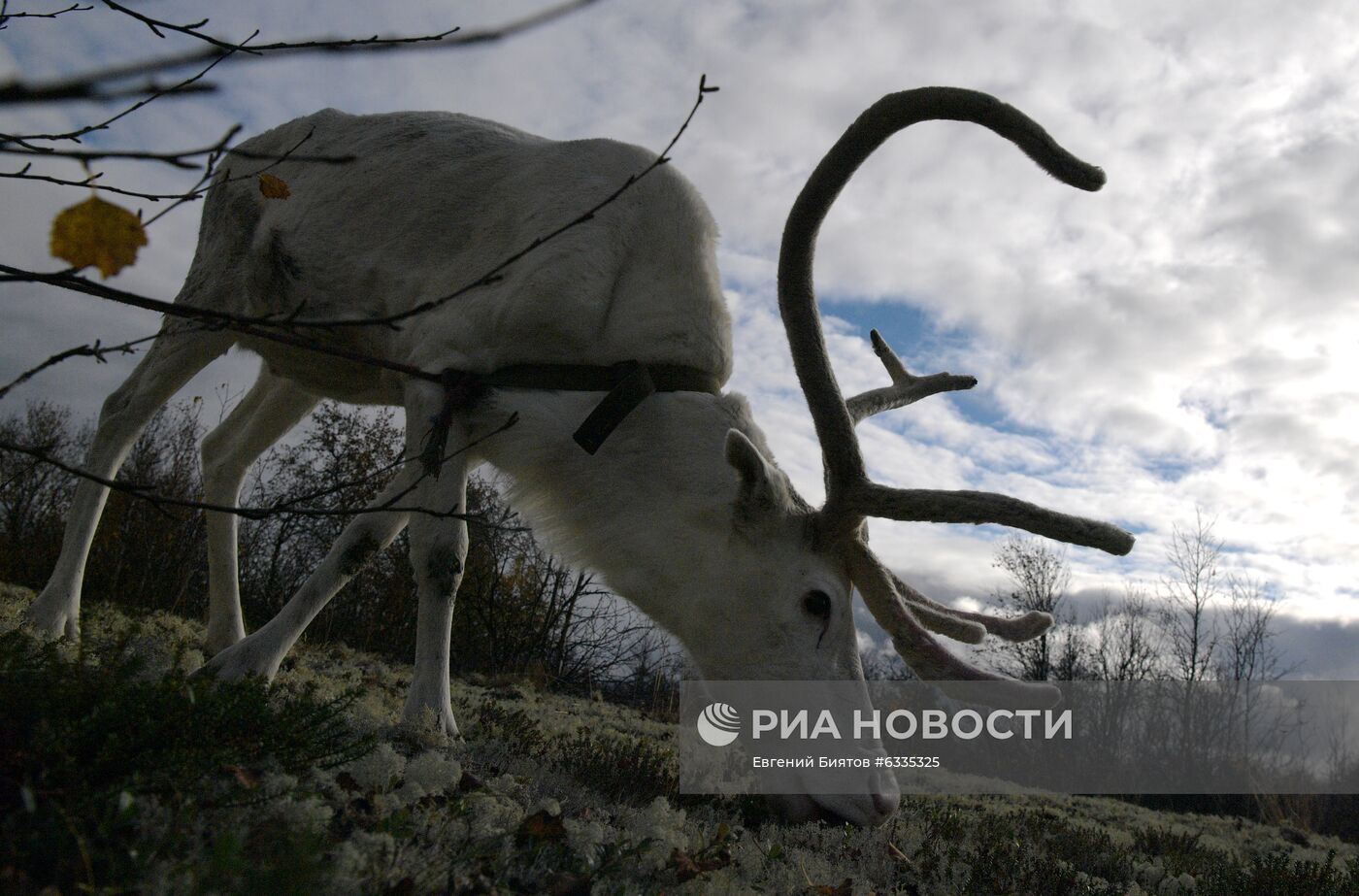 Центр арктического туризма в Ненецком автономном округе