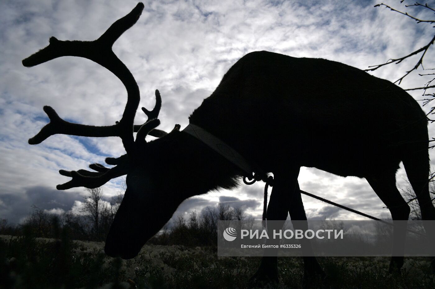 Центр арктического туризма в Ненецком автономном округе