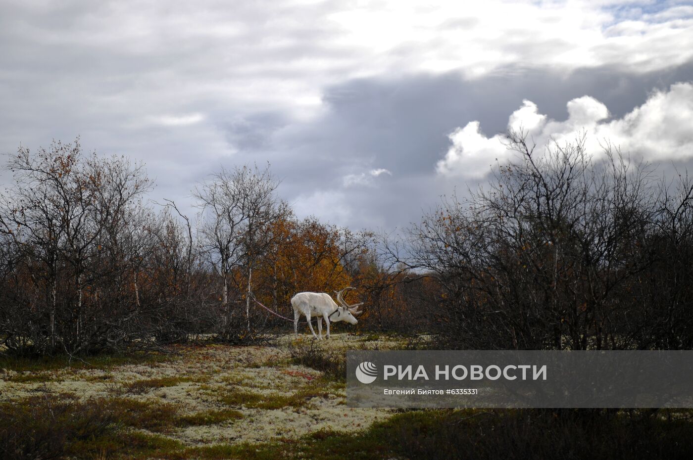 Центр арктического туризма в Ненецком автономном округе