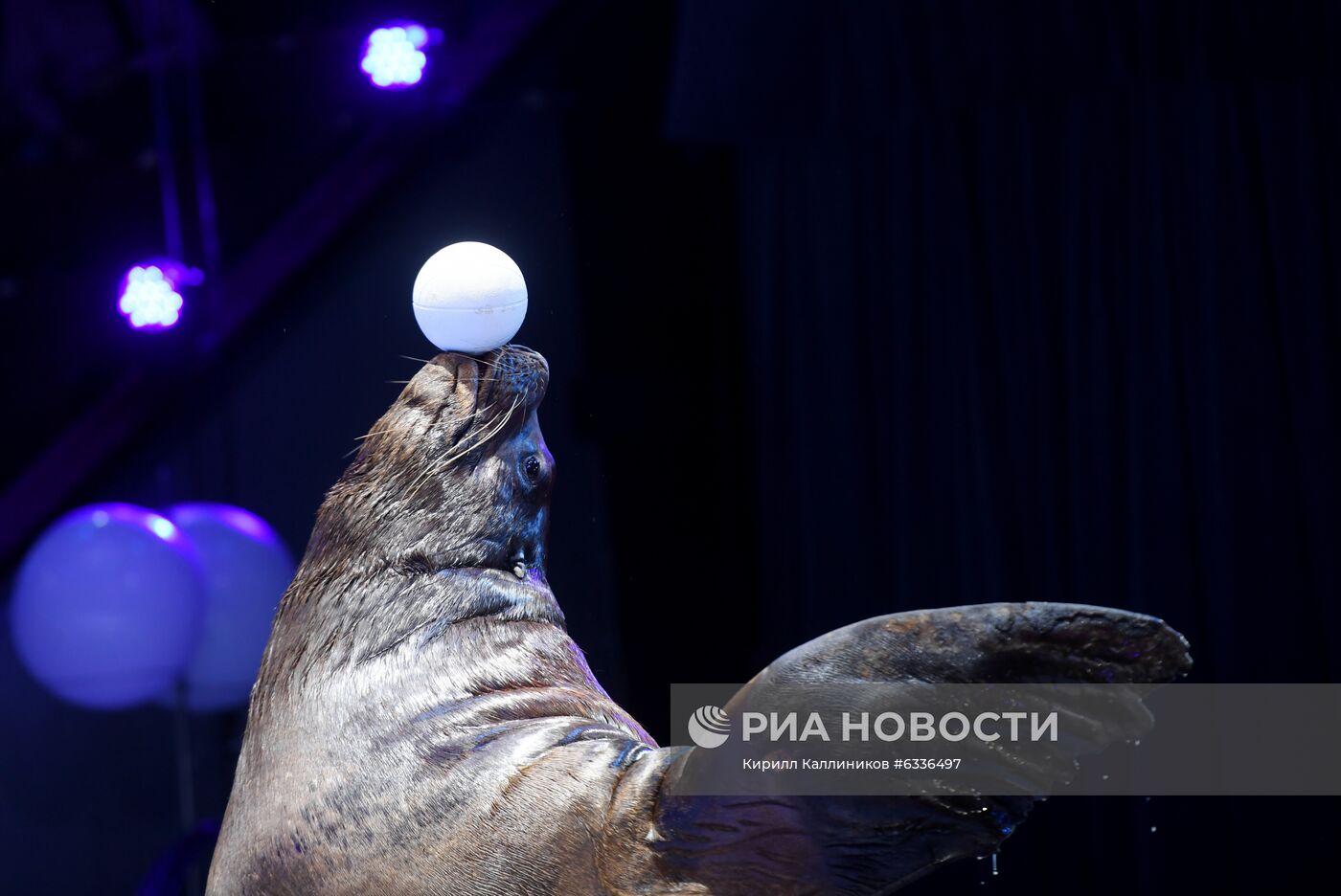 Большой московский цирк возобновляет работу