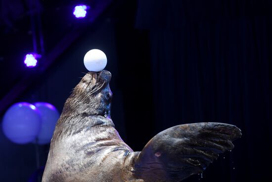 Большой московский цирк возобновляет работу