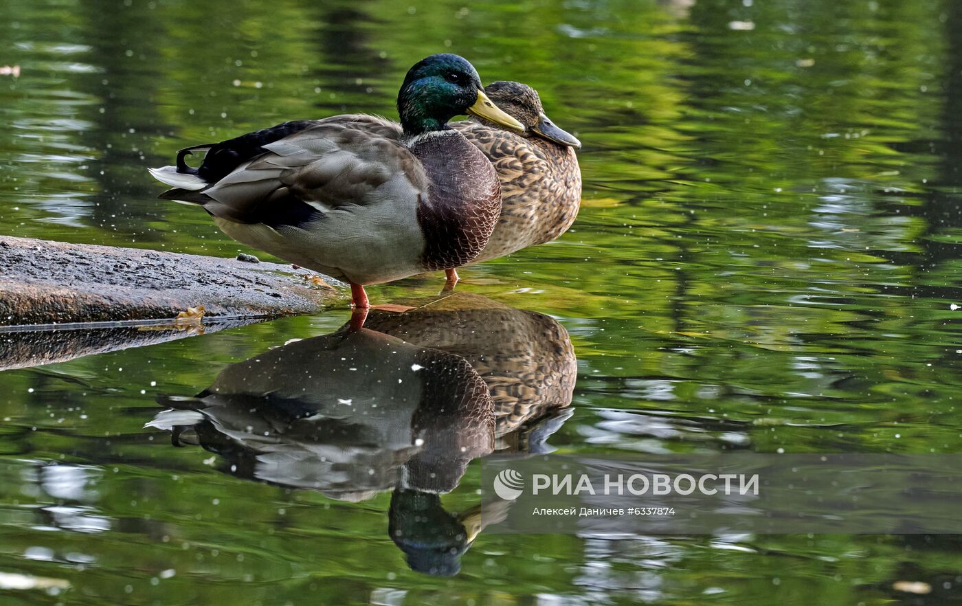 Царское село. Александровский парк