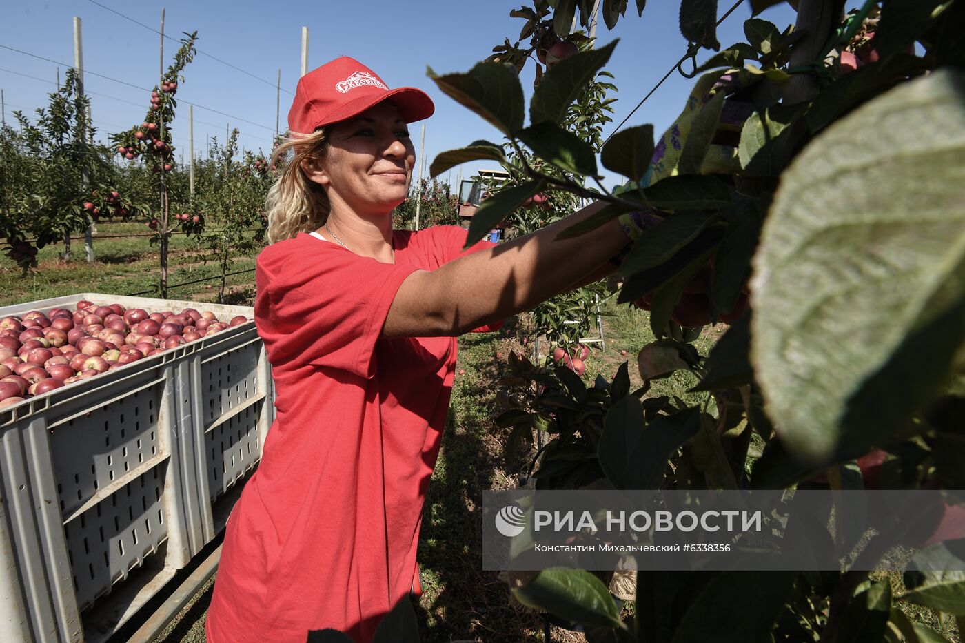 Сбор урожая яблок в Крыму