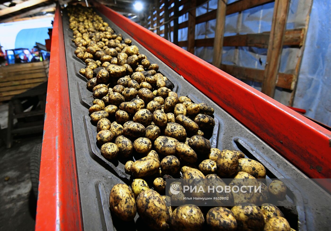 Уборка картофеля в Красноярском крае