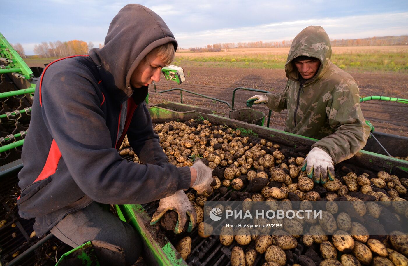 Уборка картофеля в Красноярском крае